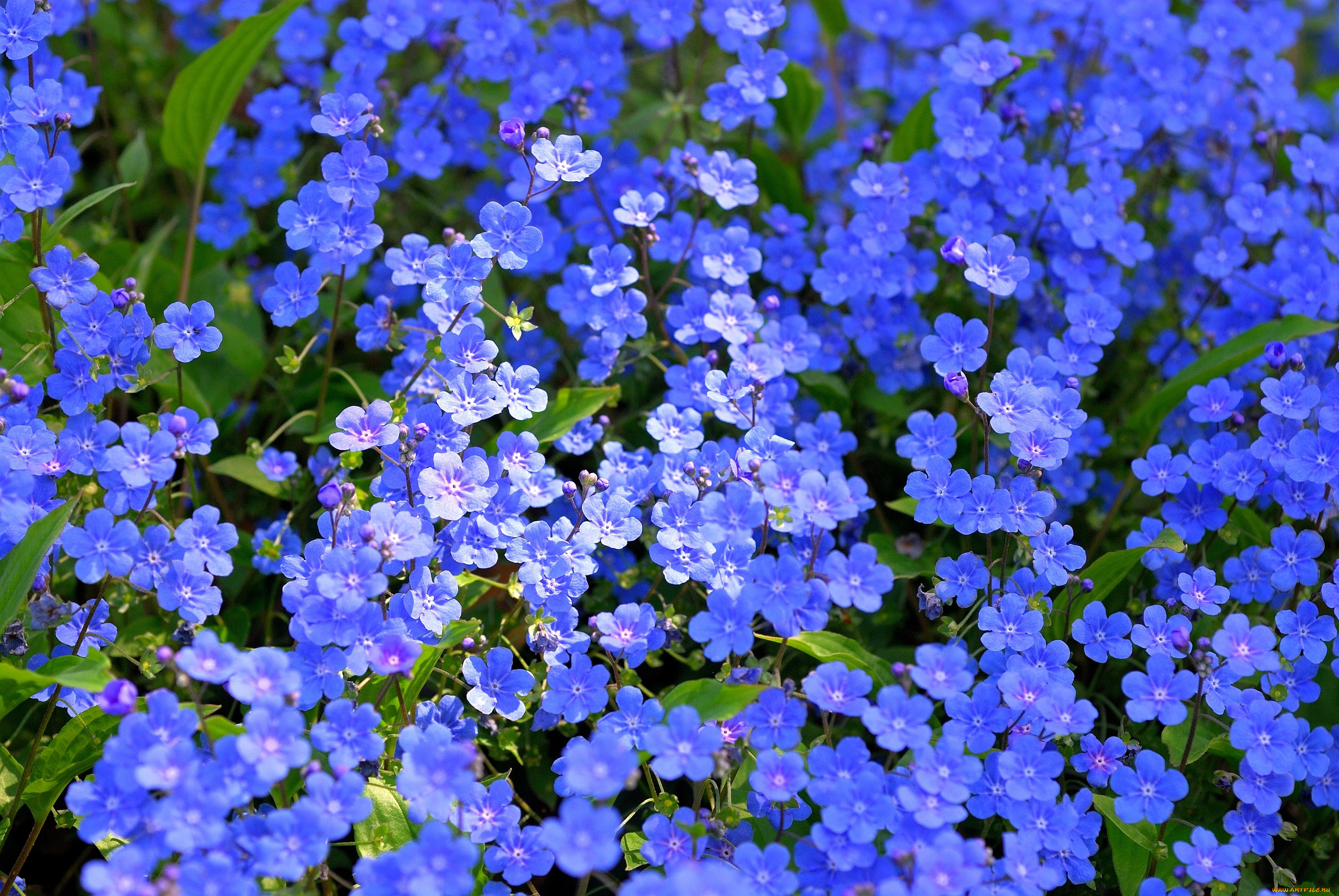 Маленькие синенькие цветочки название с фото